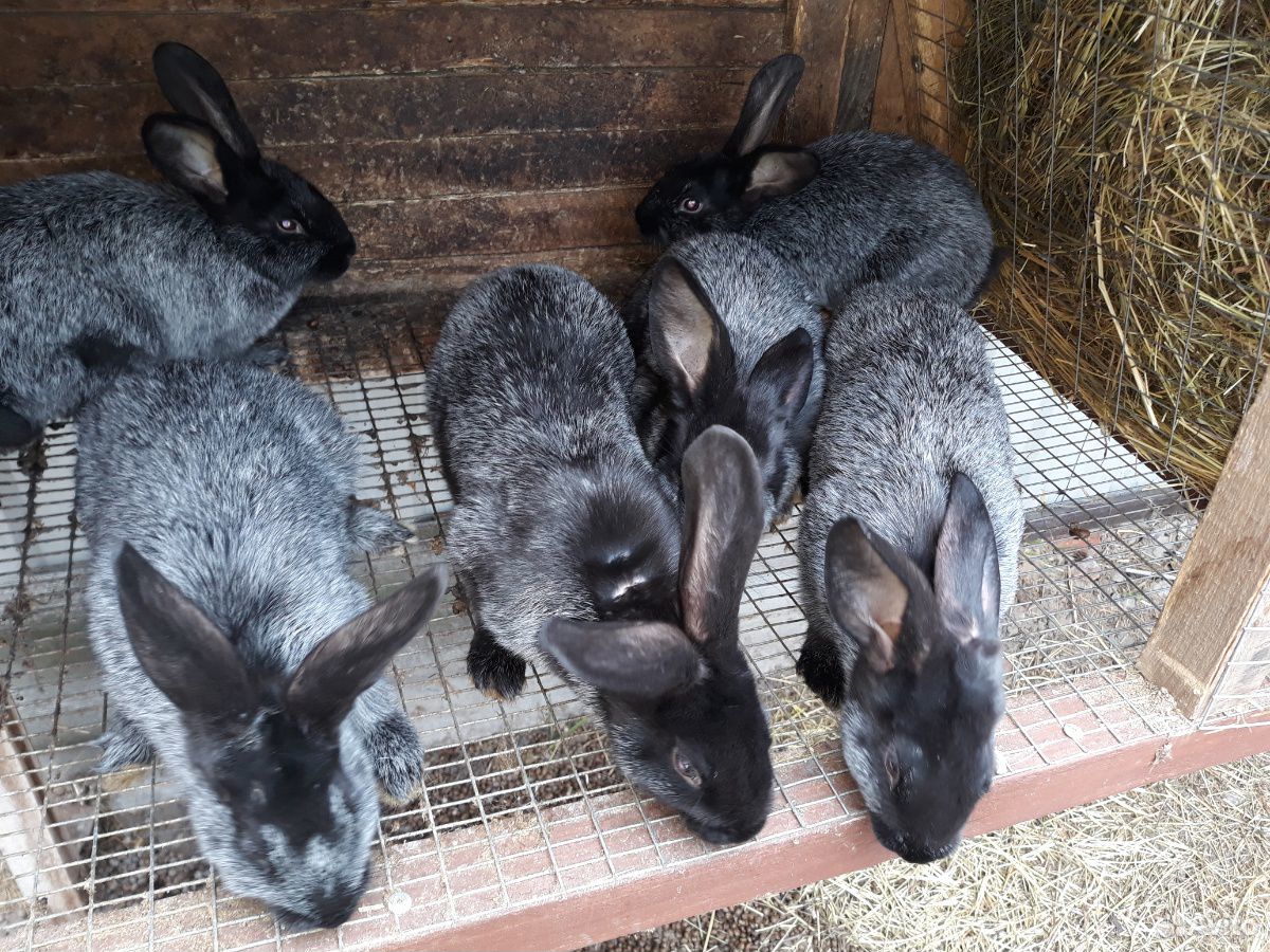 Кролики серебро купить на Зозу.ру - фотография № 4