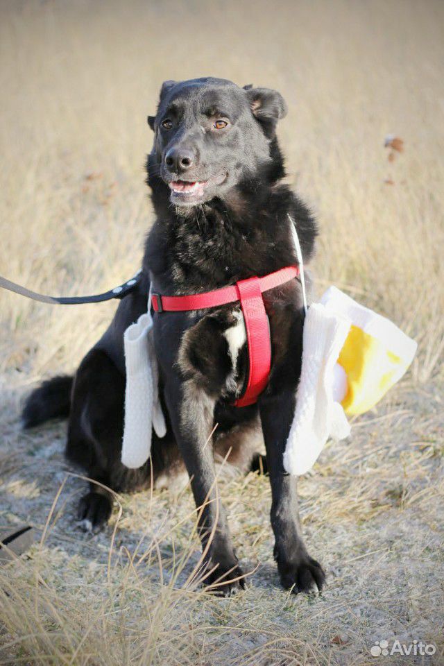 Самая лучшая собака ищет самых лучший хозяев купить на Зозу.ру - фотография № 1