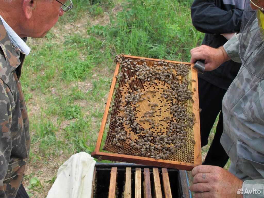 Продаю пчелопакеты купить на Зозу.ру - фотография № 3