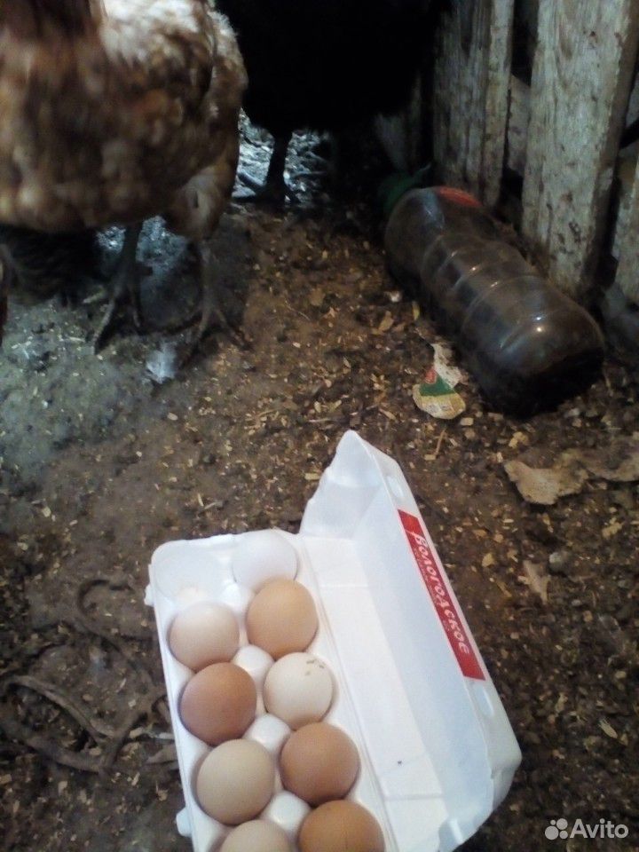 Яйца на инкубащию купить на Зозу.ру - фотография № 1