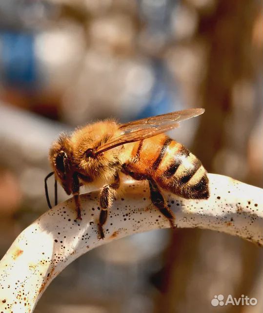 Пчелопакеты, пчёлы, пчелосемьи купить на Зозу.ру - фотография № 1
