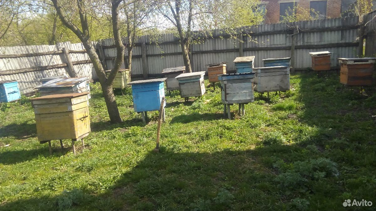 Пчелы в ульях купить на Зозу.ру - фотография № 2