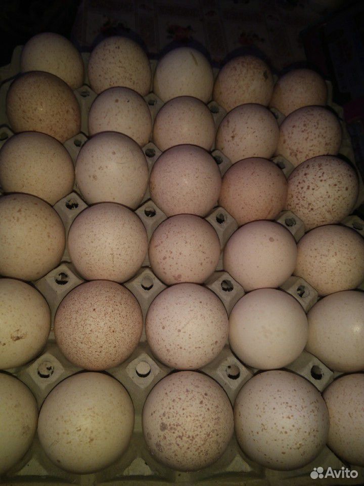 Яйцо индейки инкубационное купить на Зозу.ру - фотография № 1