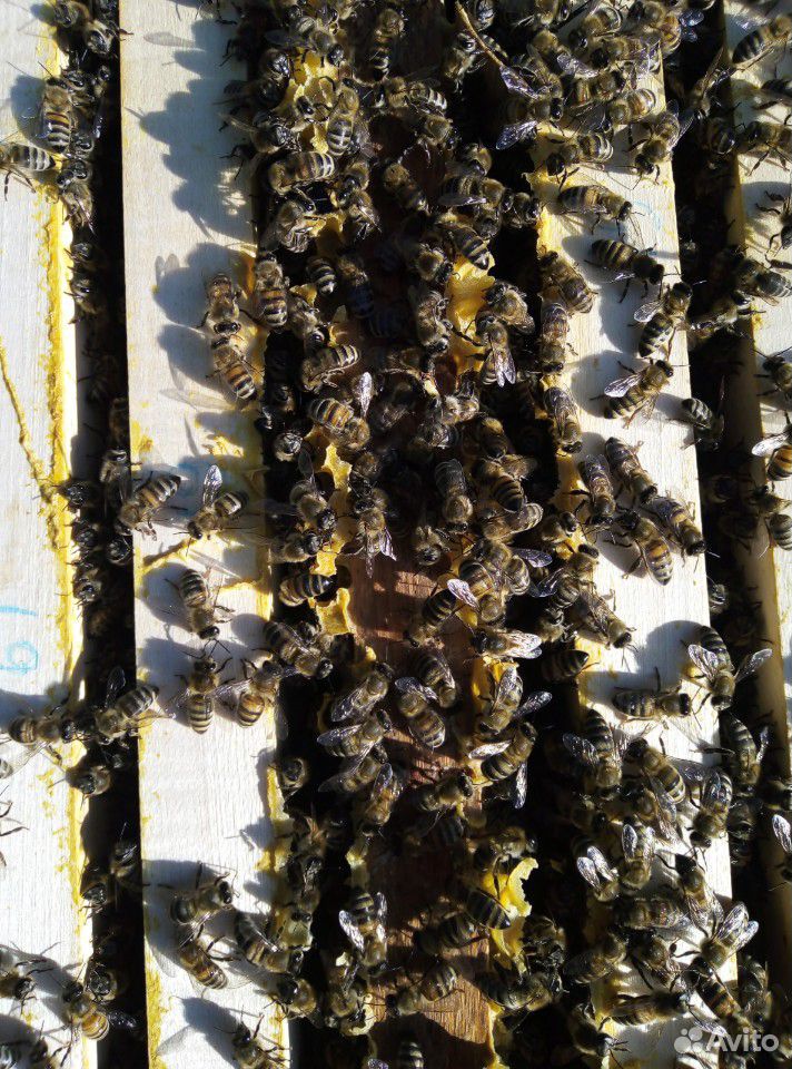 Пчело пакеты купить на Зозу.ру - фотография № 1