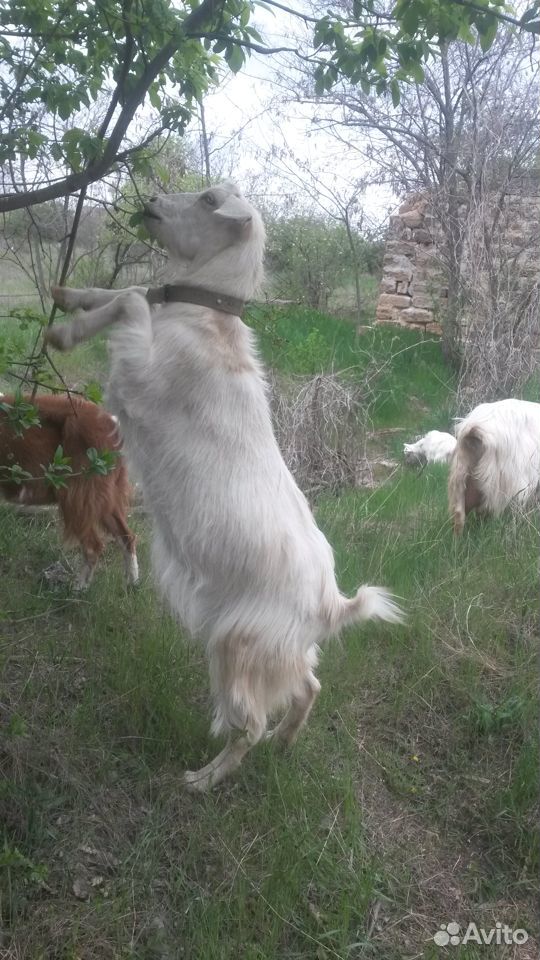 Зааненские козы купить на Зозу.ру - фотография № 9