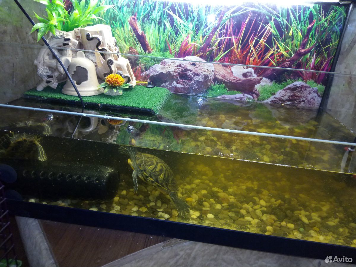 Продаётся большой аквариум с тремя черепашками купить на Зозу.ру - фотография № 6