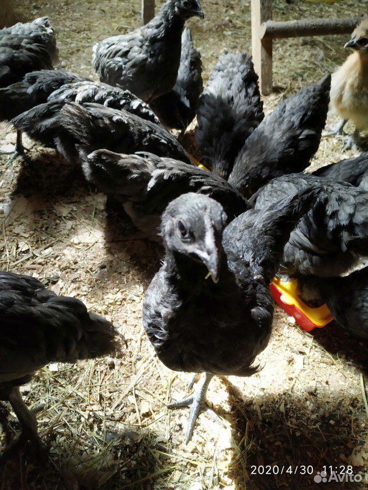 Цыплята, куры купить на Зозу.ру - фотография № 3