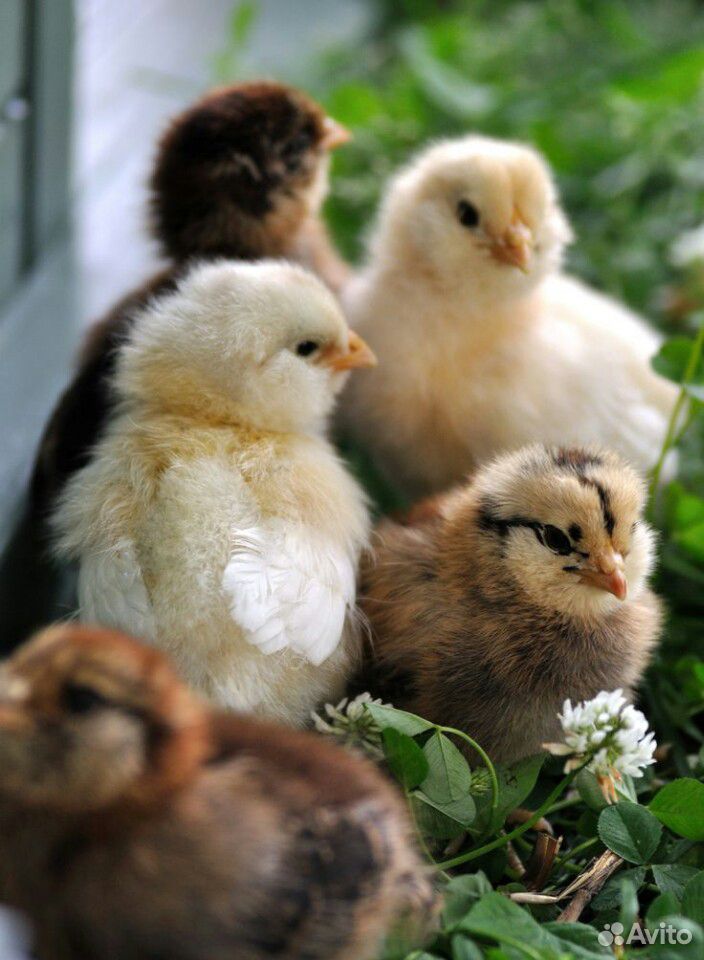 Цыплята и инкубац. яйца купить на Зозу.ру - фотография № 1