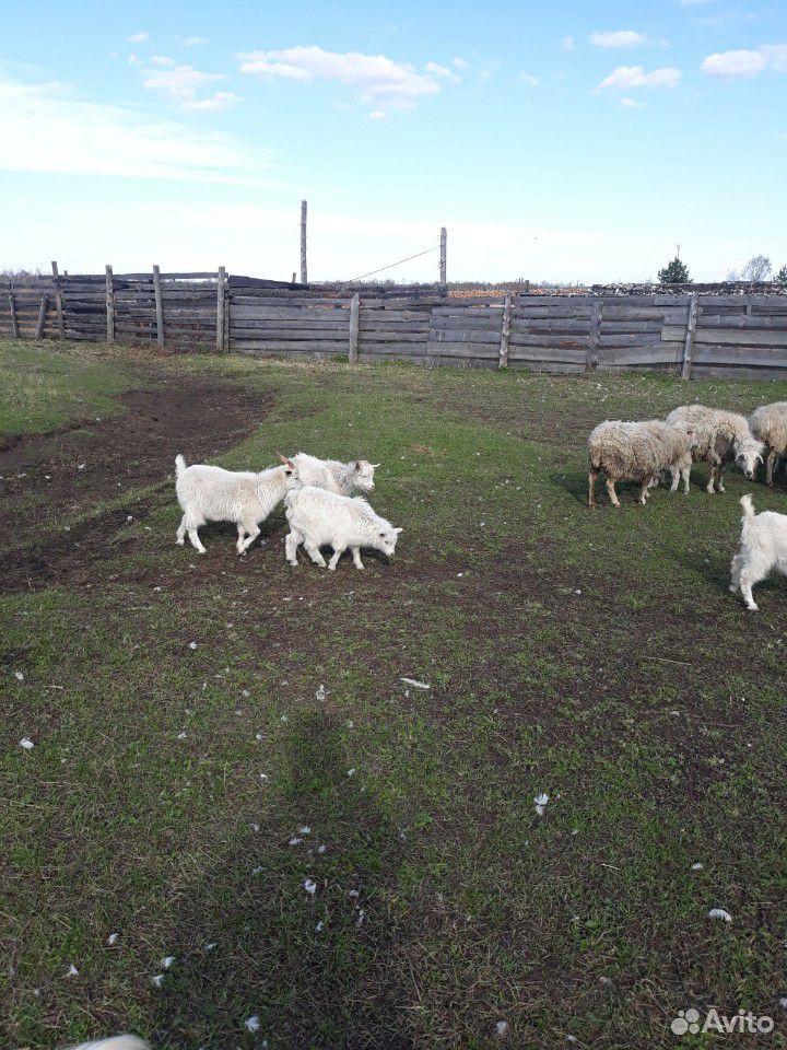 Продам овец и коз купить на Зозу.ру - фотография № 4