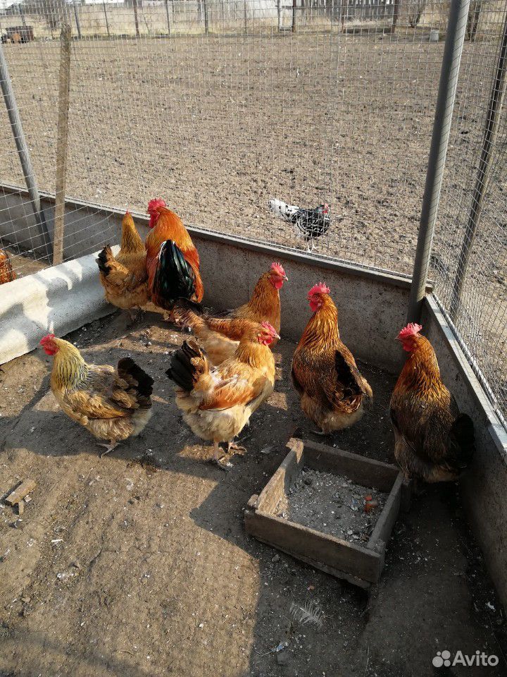 Яйцо, цыплята, куры, петухи купить на Зозу.ру - фотография № 2