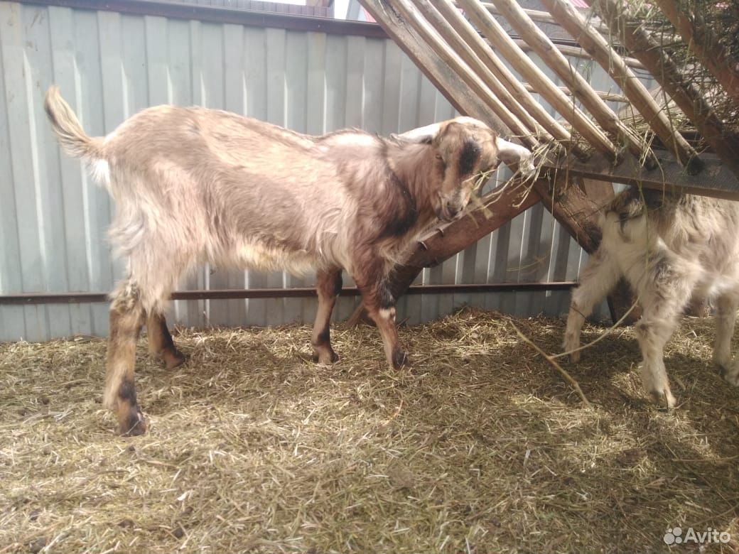 Продаются альпийские козы и козлы купить на Зозу.ру - фотография № 3
