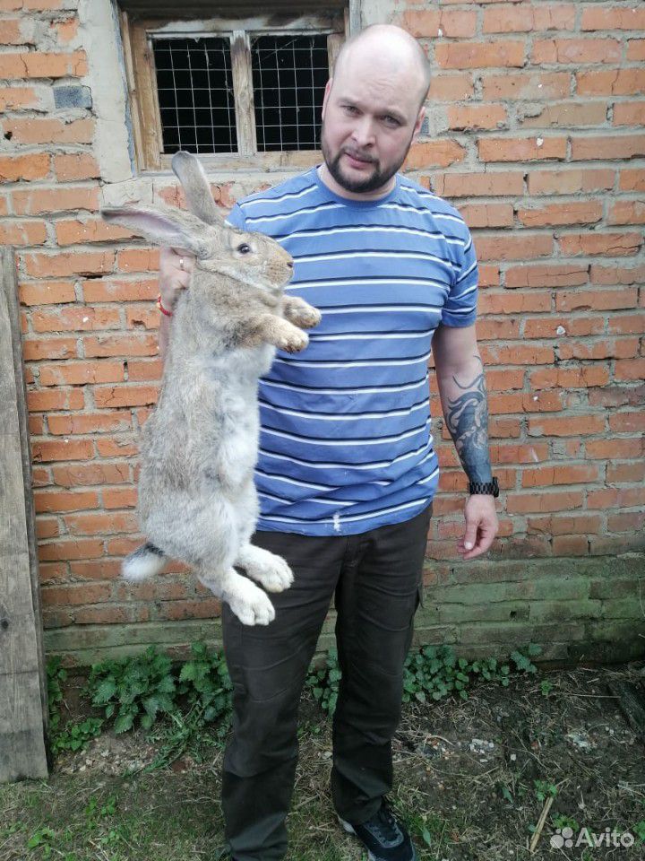 Кролик, 5 мес купить на Зозу.ру - фотография № 2