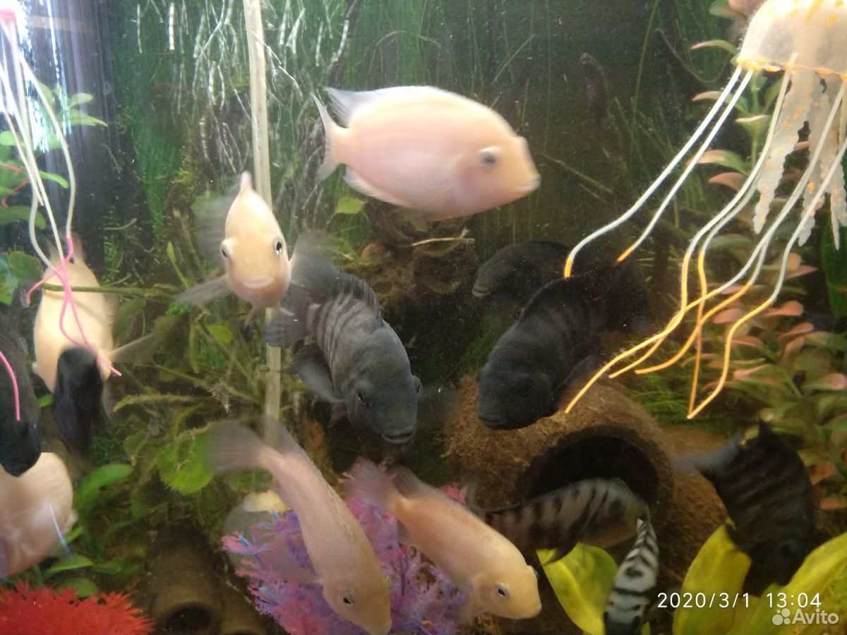 Чернополосые и розовые рыбки (фламинго) цихлиды купить на Зозу.ру - фотография № 3