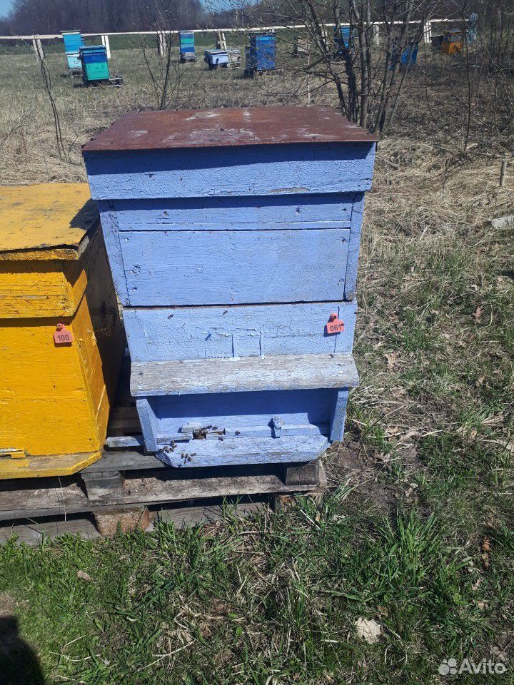 Пчелы на высадку купить на Зозу.ру - фотография № 1
