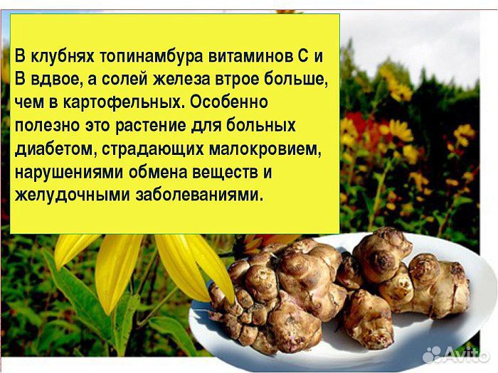 Корнеплод топинамбур купить на Зозу.ру - фотография № 6