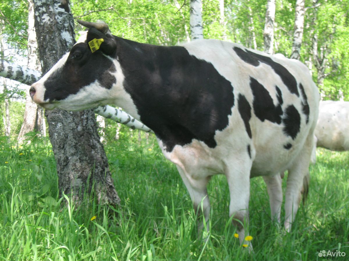 Воронежские коровы огромные. Белиногоровская корова. Инкубаторская корова. Сколько стоит корова.