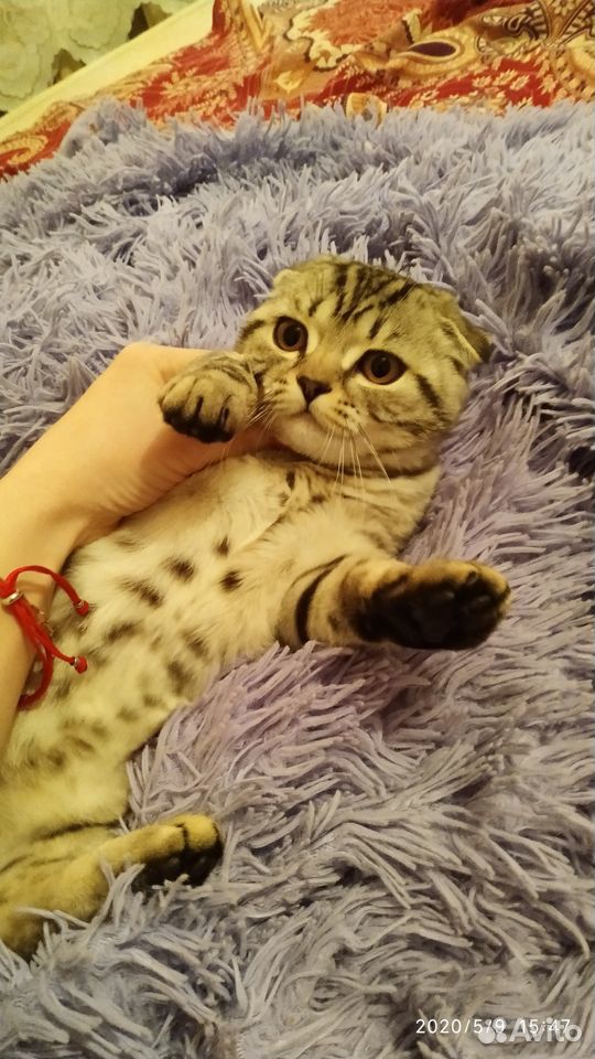 Продам котенка 3 месяца девочка купить на Зозу.ру - фотография № 4