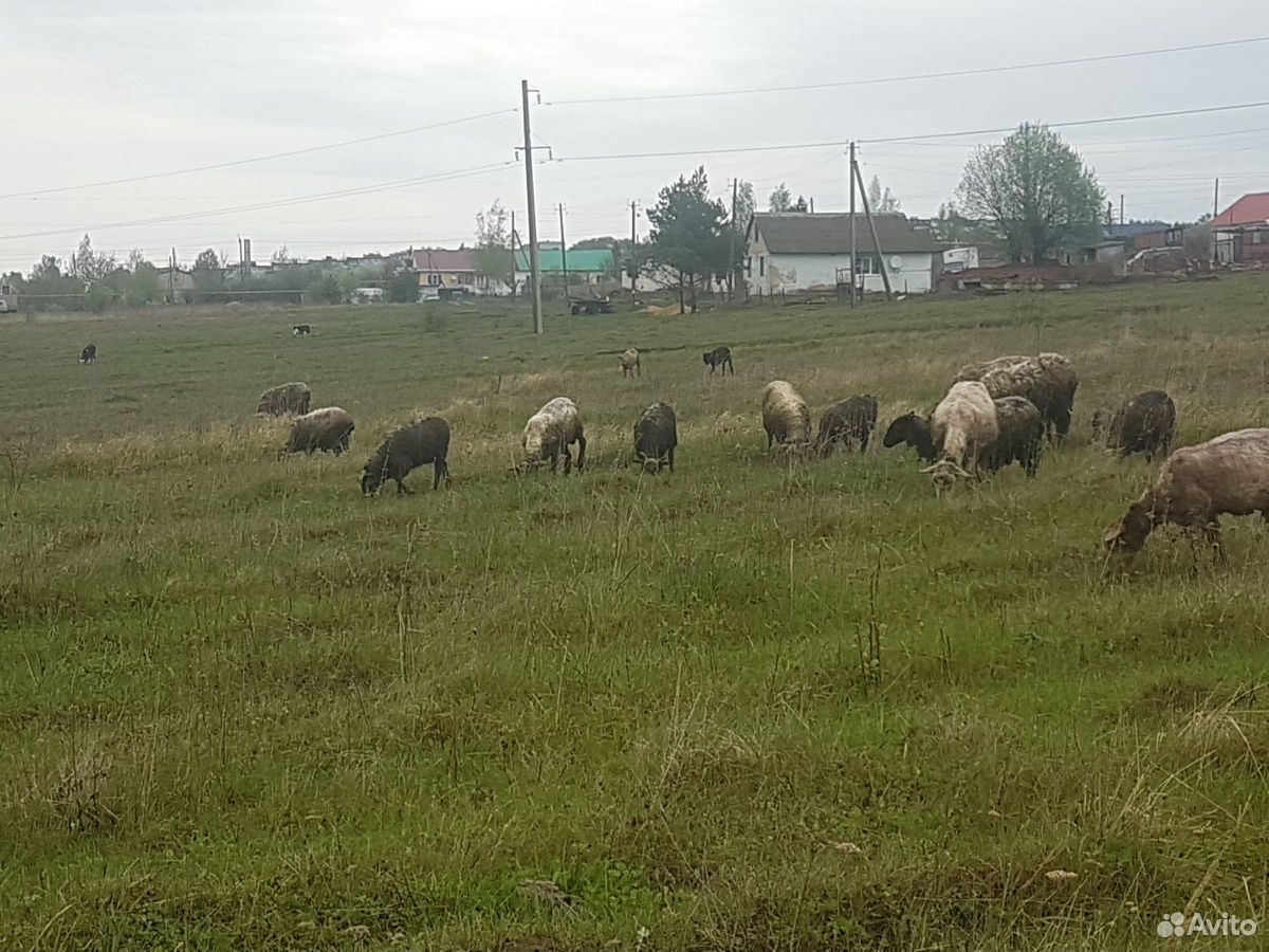 Баран и овцы с ягнятами купить на Зозу.ру - фотография № 1