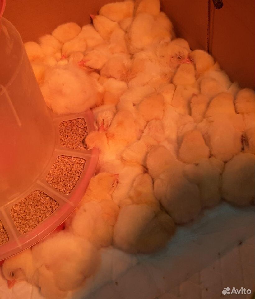 Цыплята от домашних несушек, кучинская, бройлер купить на Зозу.ру - фотография № 7