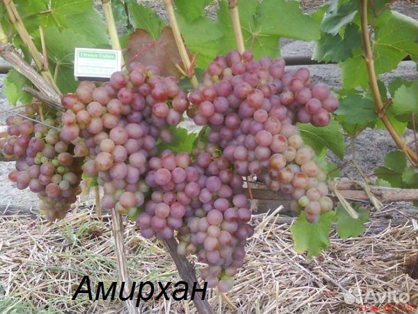 Саженцы винограда купить на Зозу.ру - фотография № 4