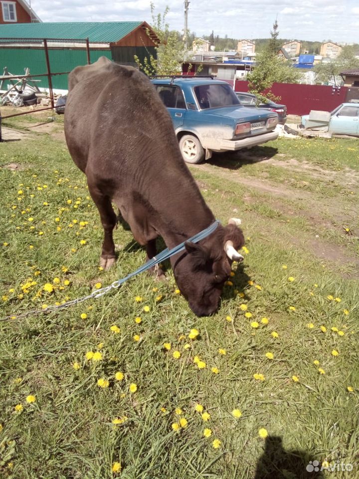 Отличная корова купить на Зозу.ру - фотография № 6