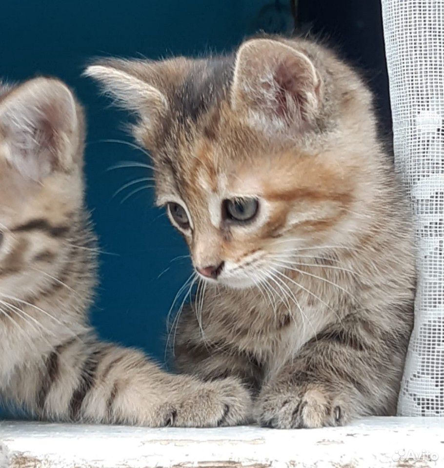 Котята, котяти, котеечки купить на Зозу.ру - фотография № 5