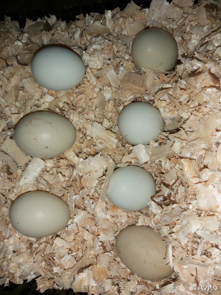 Инкубационный яйца купить на Зозу.ру - фотография № 2