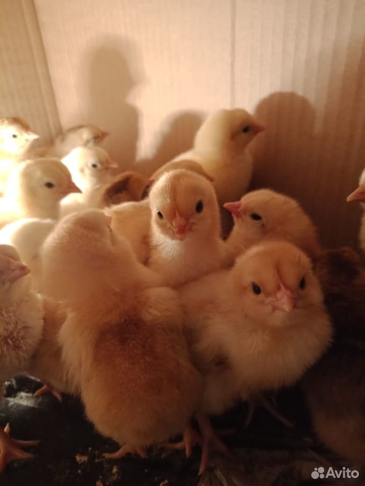 Цыплята от домашних курочек купить на Зозу.ру - фотография № 1