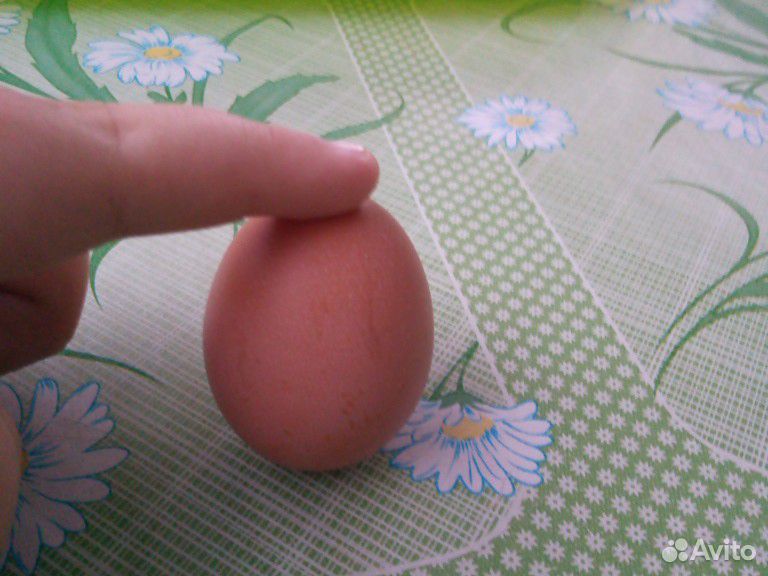 Яйцо молодое куриное, домашнее купить на Зозу.ру - фотография № 1