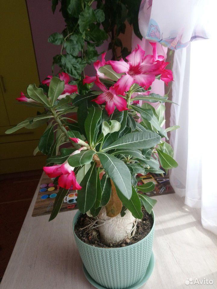 Цветы адениумы купить на Зозу.ру - фотография № 5