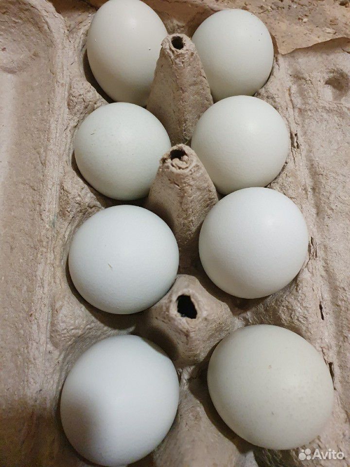 Яйцо инкубационное Амераукана купить на Зозу.ру - фотография № 2