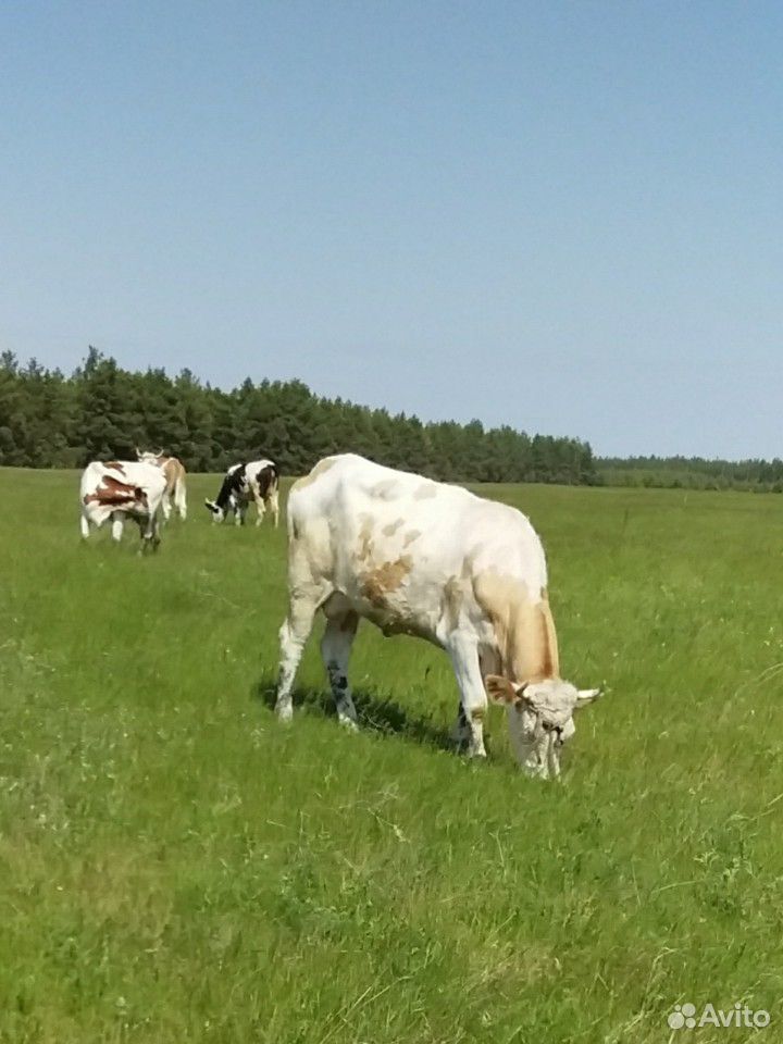 Коровы-цена договорная купить на Зозу.ру - фотография № 7