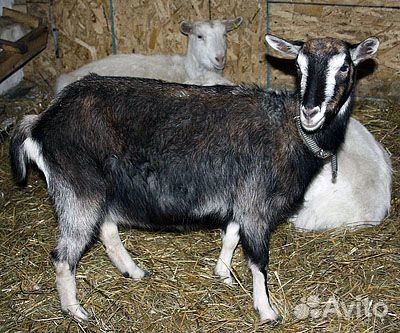 Тоггенбургские козы купить на Зозу.ру - фотография № 1