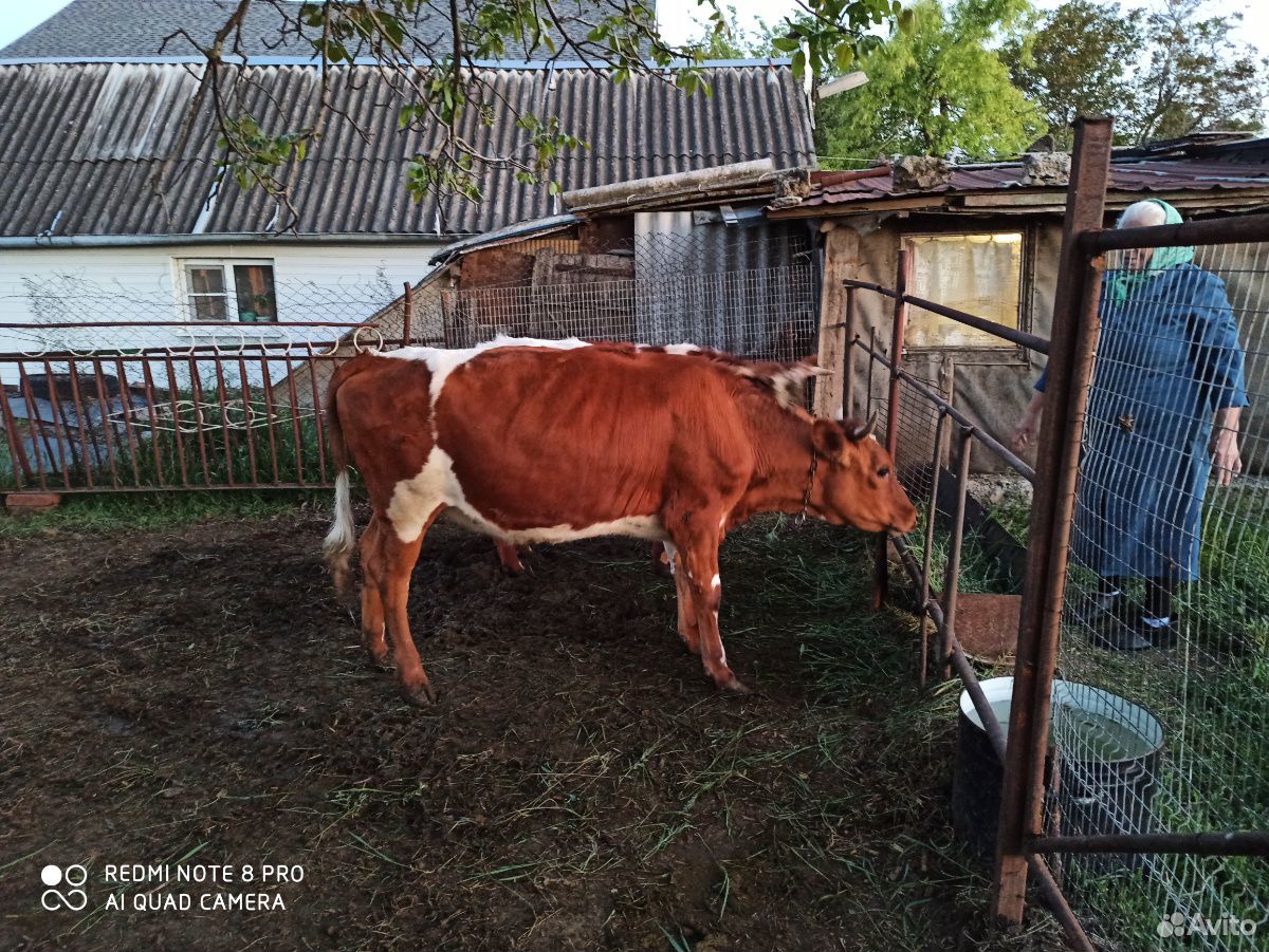Телка на корову купить на Зозу.ру - фотография № 2