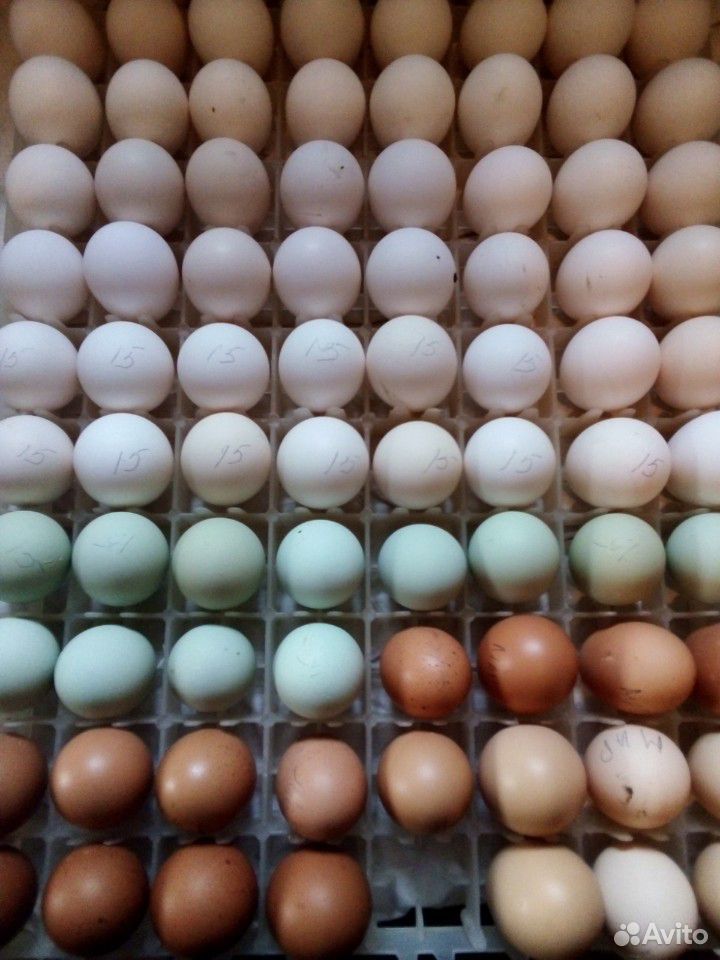 Инкубационные яйцо и цыплята купить на Зозу.ру - фотография № 9