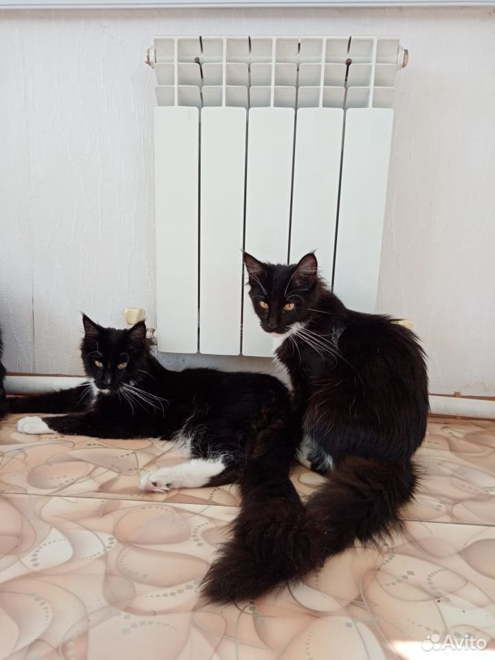 Котик и кошечка Мейн-Кун купить на Зозу.ру - фотография № 4