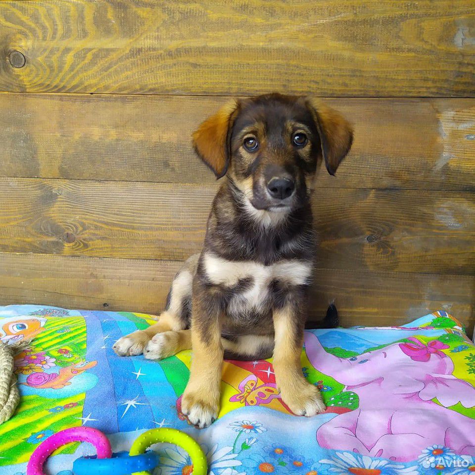 Очаровательный щенок Кнопка ищет дом купить на Зозу.ру - фотография № 4