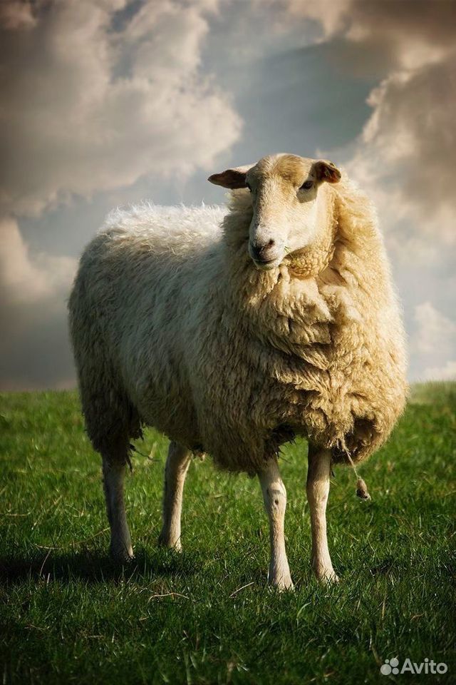 Продам овечек купить на Зозу.ру - фотография № 1