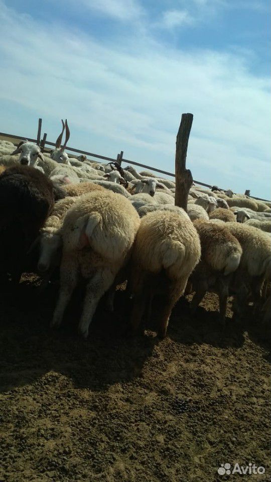Отара овец и ягнят купить на Зозу.ру - фотография № 4