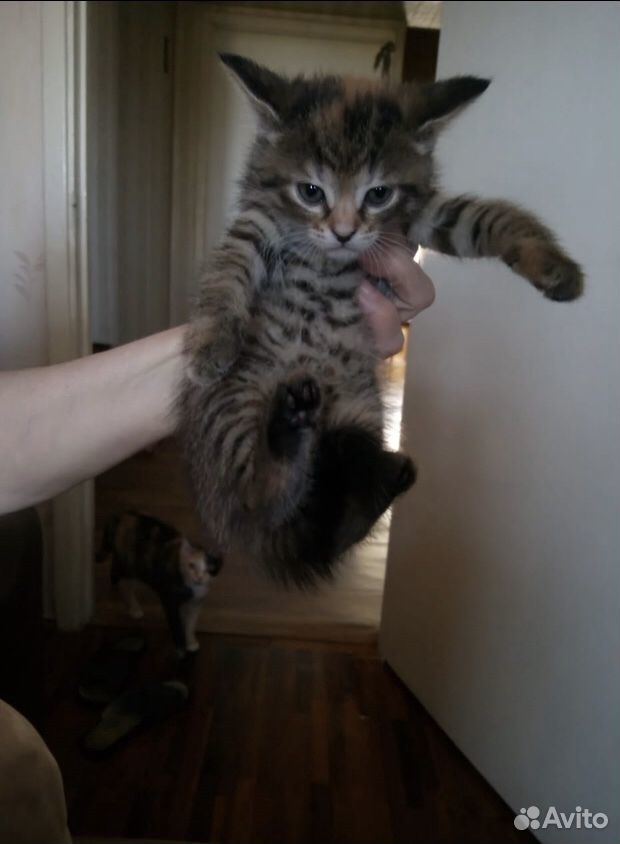 Котята 2 месяца купить на Зозу.ру - фотография № 4