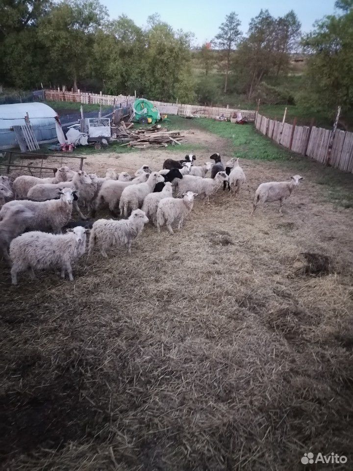 Баран, овцы, ягнята купить на Зозу.ру - фотография № 4