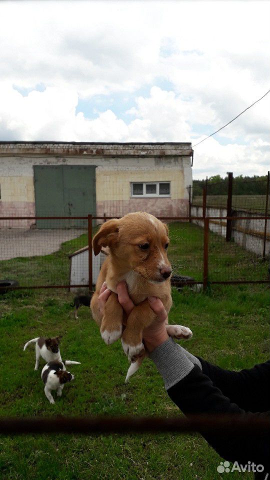 Щенки маленькой собачки купить на Зозу.ру - фотография № 6