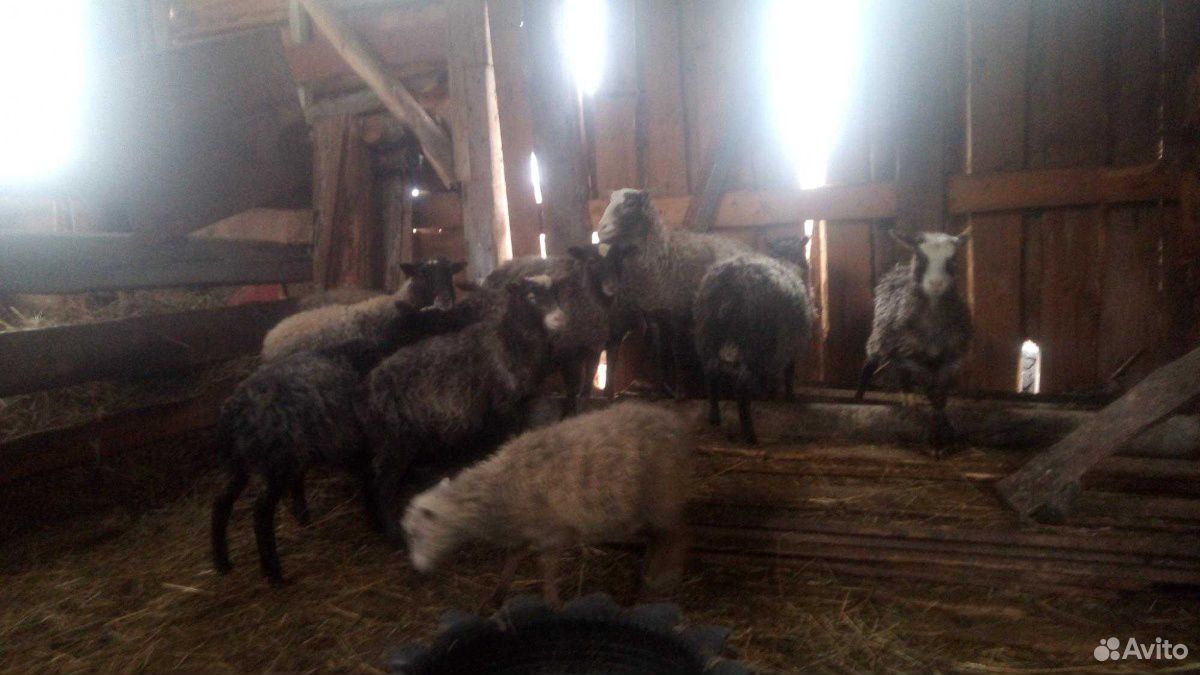 Обменяю дву маток овец,на бычка не меньше 2 месец купить на Зозу.ру - фотография № 1