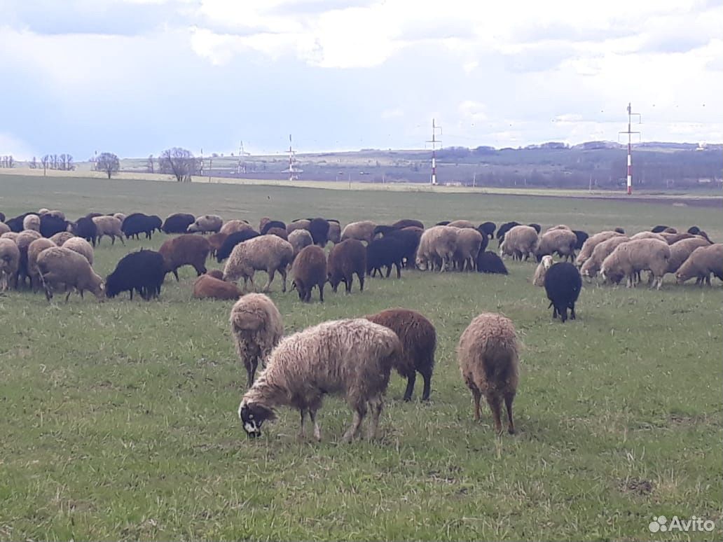 Бараны овцы купить на Зозу.ру - фотография № 2