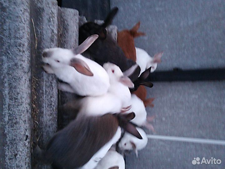 Кролики разные купить на Зозу.ру - фотография № 2