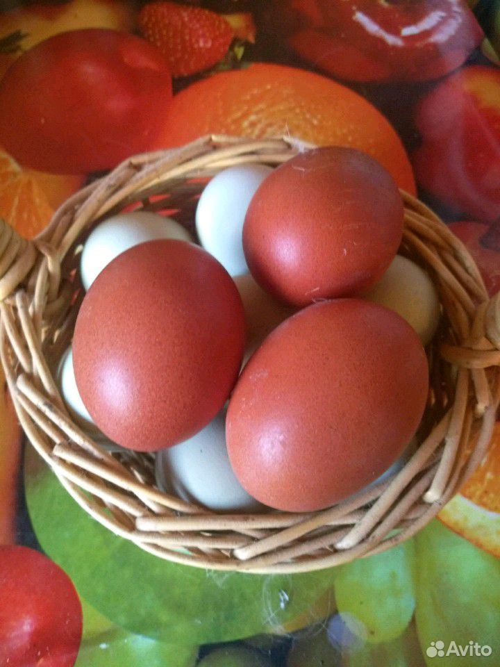 Инкубационное яйцо марана купить на Зозу.ру - фотография № 1