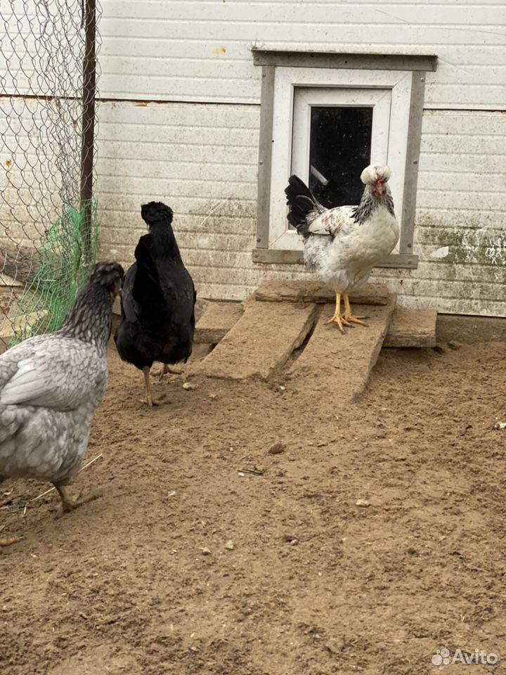 Цыплята,инкубационные яйца купить на Зозу.ру - фотография № 3