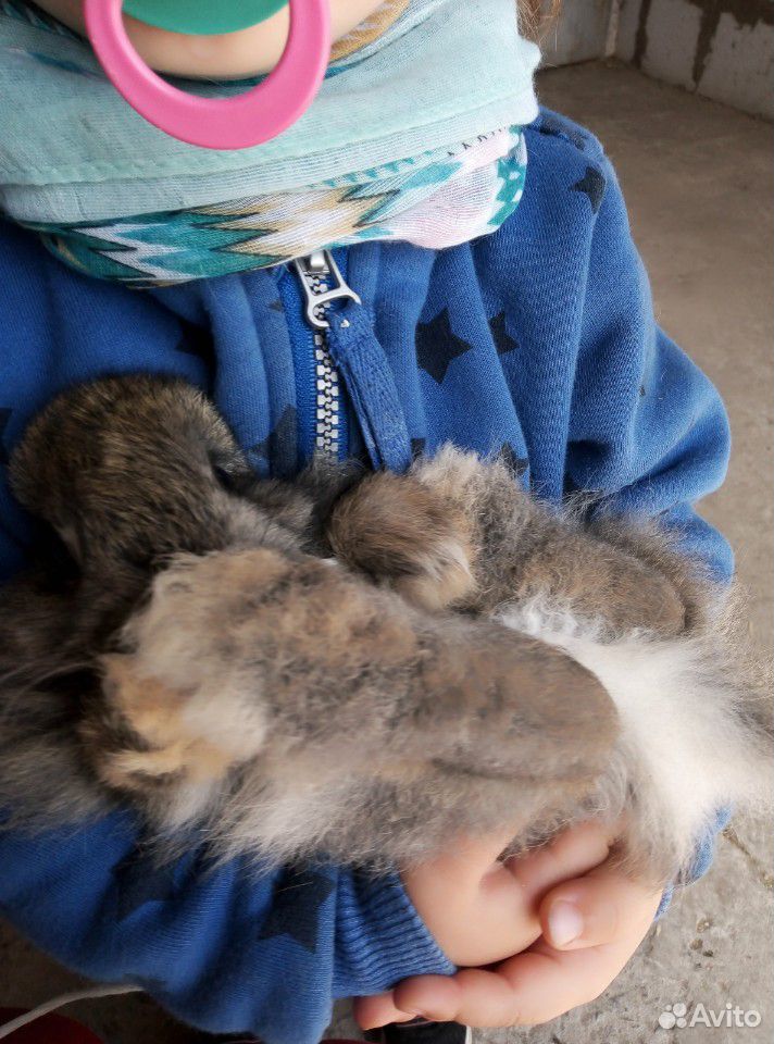 Ручные. пушистые декоративные кролики купить на Зозу.ру - фотография № 1