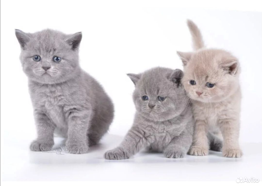 Котята шотландские нижний новгород. Британские голубые и лиловые котята. Лиловые британские котята. Британские голубые котята. Лиловый британец котенок.