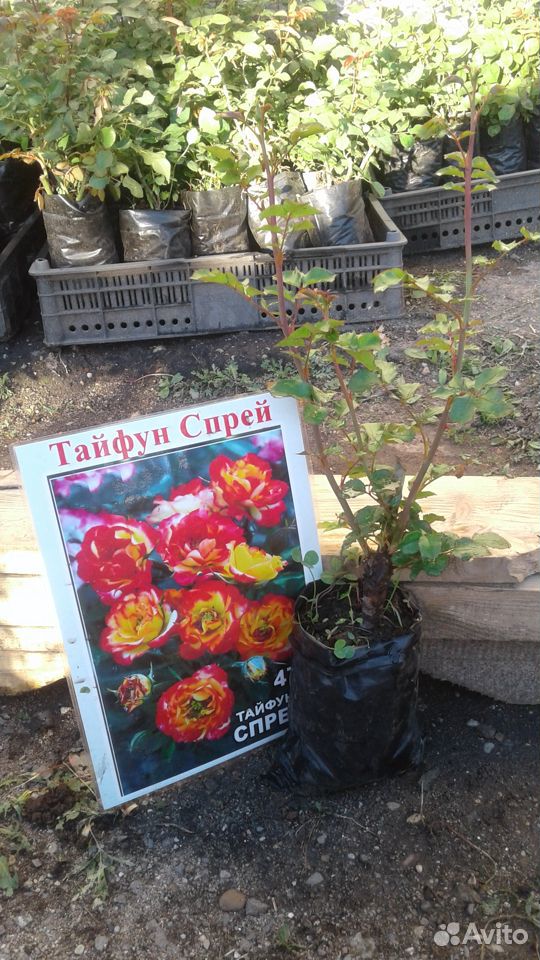 Розы купить на Зозу.ру - фотография № 8